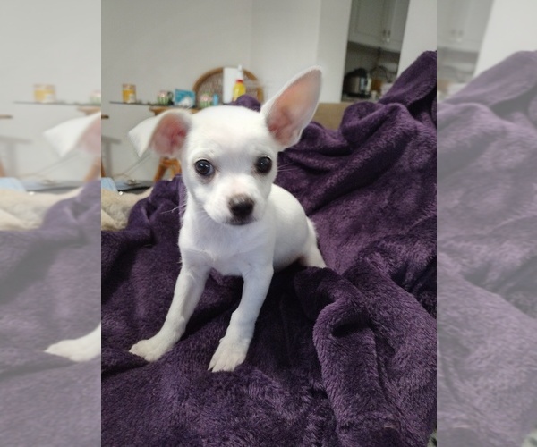 Medium Photo #8 Chihuahua Puppy For Sale in NEW PORT RICHEY, FL, USA