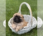 Small #1 Shih Tzu