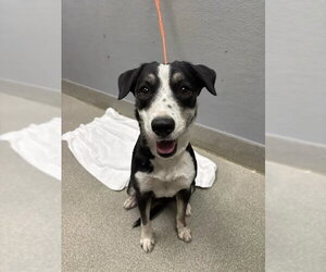 Australian Shepherd-Unknown Mix Dogs for adoption in Las Vegas, NV, USA