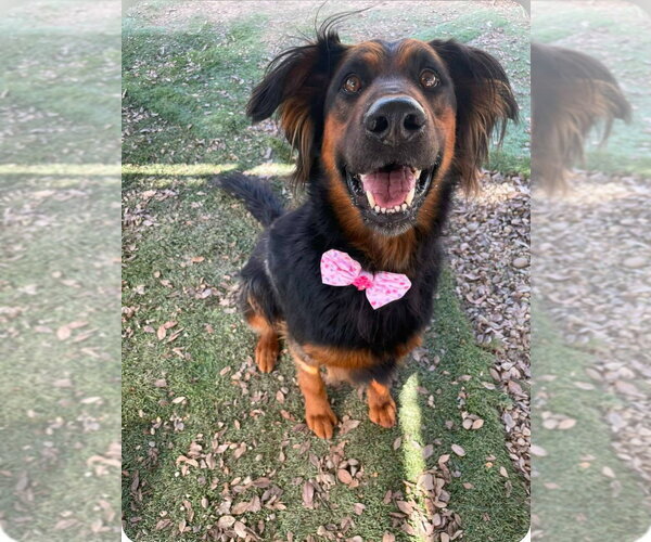 Medium Photo #5 German Shepherd Dog-Unknown Mix Puppy For Sale in Lake Forest, CA, USA