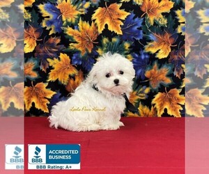 Maltese Puppy for sale in WINNSBORO, LA, USA