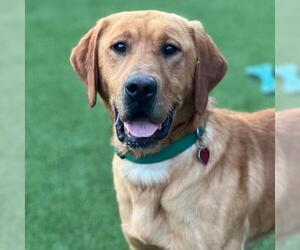 Labrador Retriever Dogs for adoption in San Diego, CA, USA
