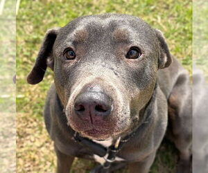 Labrador Retriever-Unknown Mix Dogs for adoption in Jefferson, WI, USA