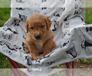 Medium Golden Retriever