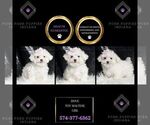 Puppy Dove Maltese