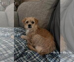 Small #2 Cairn Terrier Mix