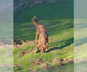 Shylo - Male Irish Setter-Unknown Mix Dog for Adoption - Photo #12