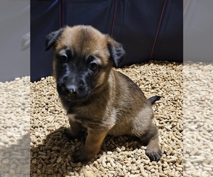 Belgian Malinois Puppy for Sale in DES MOINES, Iowa USA