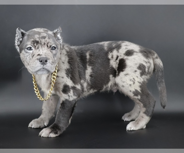 Medium Photo #1 American Bully Puppy For Sale in CHAMPAIGN, IL, USA