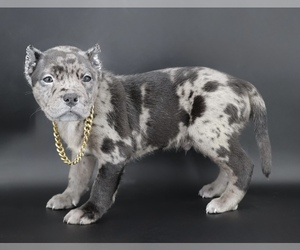 American Bully Puppy for Sale in CHAMPAIGN, Illinois USA