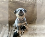 Small Photo #4 Australian Cattle Dog Puppy For Sale in MYRTLE BEACH, SC, USA