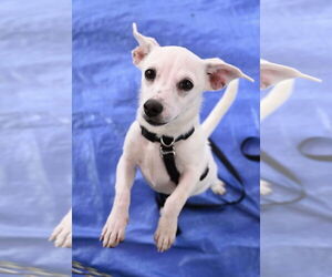 Chiweenie Dogs for adoption in Wakefield, RI, USA