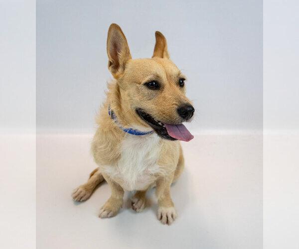 Medium Photo #2 Pembroke Welsh Corgi-Unknown Mix Puppy For Sale in Kennesaw, GA, USA