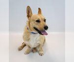 Small #1 Pembroke Welsh Corgi Mix