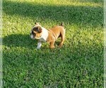 Small Photo #3 Bulldog Puppy For Sale in SANTA CLARITA, CA, USA