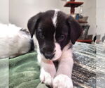 Small #2 Border Collie Mix