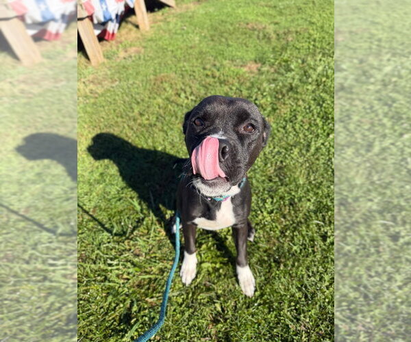 Medium Photo #4 American Staffordshire Terrier-Boxer Mix Puppy For Sale in Pierceton , IN, USA