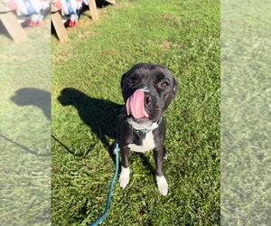 Moana - Female American Staffordshire Terrier-Boxer Mix Dog for Adoption - Photo #4