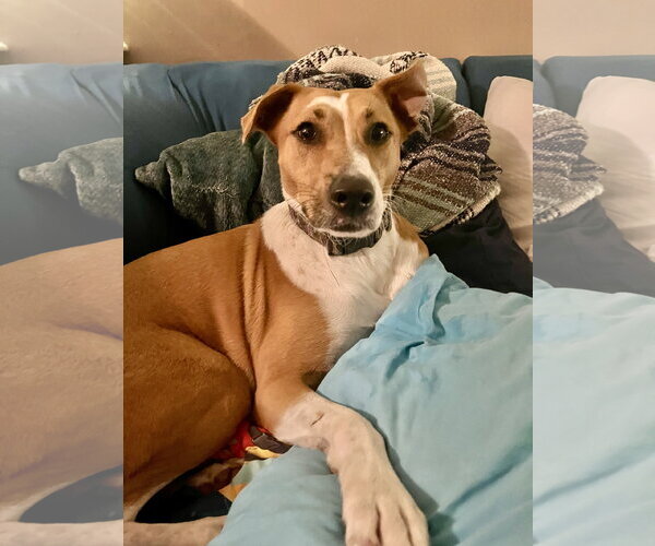 Medium Photo #8 Bulldog-Whippet Mix Puppy For Sale in Virginia Beach, VA, USA