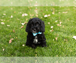 Small Photo #2 Cocker Spaniel-Poodle (Miniature) Mix Puppy For Sale in NAPPANEE, IN, USA