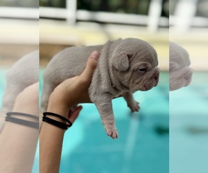 French Bulldog Puppy for sale in CORAL SPRINGS, FL, USA