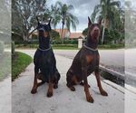 Small #23 Doberman Pinscher