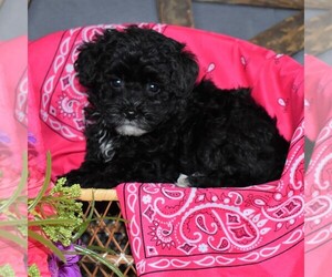 Poodle (Miniature) Puppy for sale in SUNBURY, PA, USA