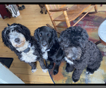 Small Photo #1 Bernedoodle-Golden Retriever Mix Puppy For Sale in BEULAH, MI, USA
