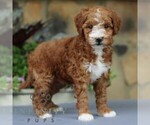 Small #3 Goldendoodle (Miniature)