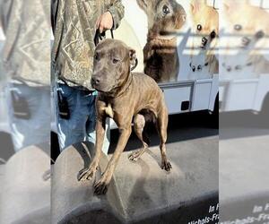 Mutt Dogs for adoption in Alameda, CA, USA