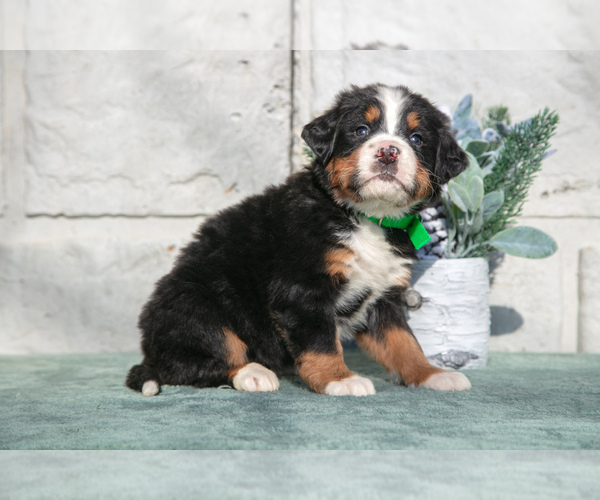 Medium Photo #2 Bernese Mountain Dog Puppy For Sale in SHREVE, OH, USA