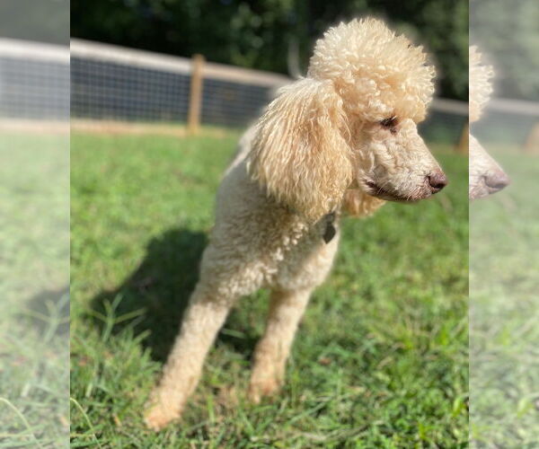 Medium Photo #6 Poodle (Standard) Puppy For Sale in Pacolet, SC, USA