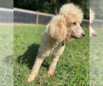 Small #5 Poodle (Standard)