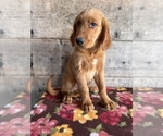 Small #10 Golden Retriever