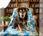Small Dachshund Mix
