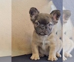 Small Photo #6 French Bulldog Puppy For Sale in BERKELEY, CA, USA