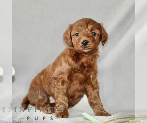 Goldendoodle (Miniature) Puppy for sale in GORDONVILLE, PA, USA