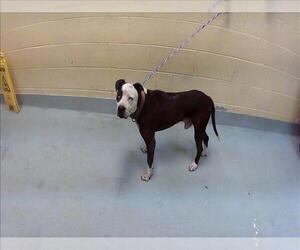 Mutt Dogs for adoption in Tulsa, OK, USA