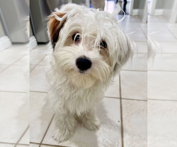 Medium Photo #3 Maltipoo Puppy For Sale in Corona, CA, USA