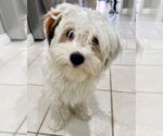 Small #2 Maltipoo
