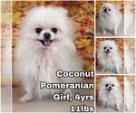 Small Pomeranian
