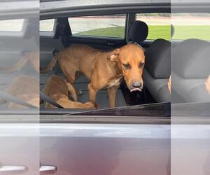 Mutt Dogs for adoption in Pearland, TX, USA