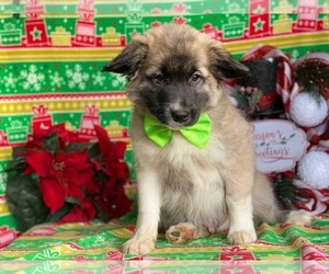American Eskimo Dog-German Shepherd Dog Mix Puppy for sale in LANCASTER, PA, USA