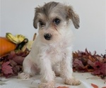 Small Photo #42 Schnoodle (Miniature) Puppy For Sale in GOSHEN, IN, USA
