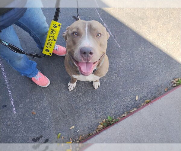 Medium Photo #8 Bullypit Puppy For Sale in Chandler, AZ, USA