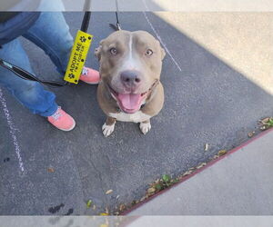 BRUCE - Male Bullypit Dog for Adoption - Photo #8