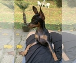Small Photo #43 Miniature Pinscher Puppy For Sale in BULGER, PA, USA