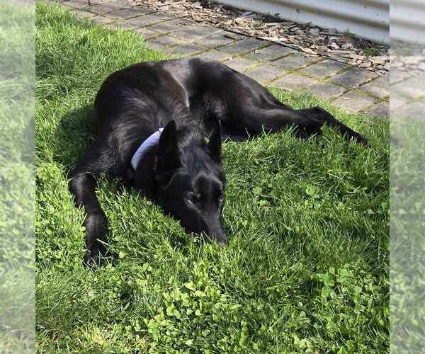 Medium Photo #4 Mutt Puppy For Sale in Imlay City, MI, USA