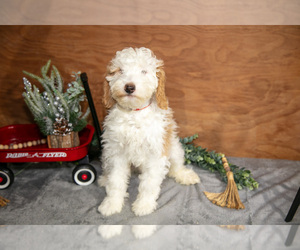 Medium Goldendoodle (Miniature)