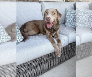 Charlie Chaplin - Male Goldmaraner Dog for Adoption - Photo #10
